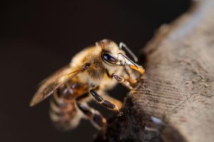 Waarom het Perzisch ijzerhout zo een mooie boom is voor in de tuin